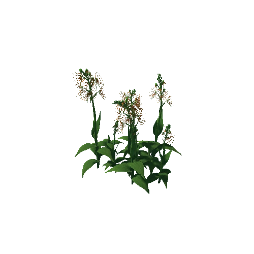 Flower Habenaria Medusa3 1